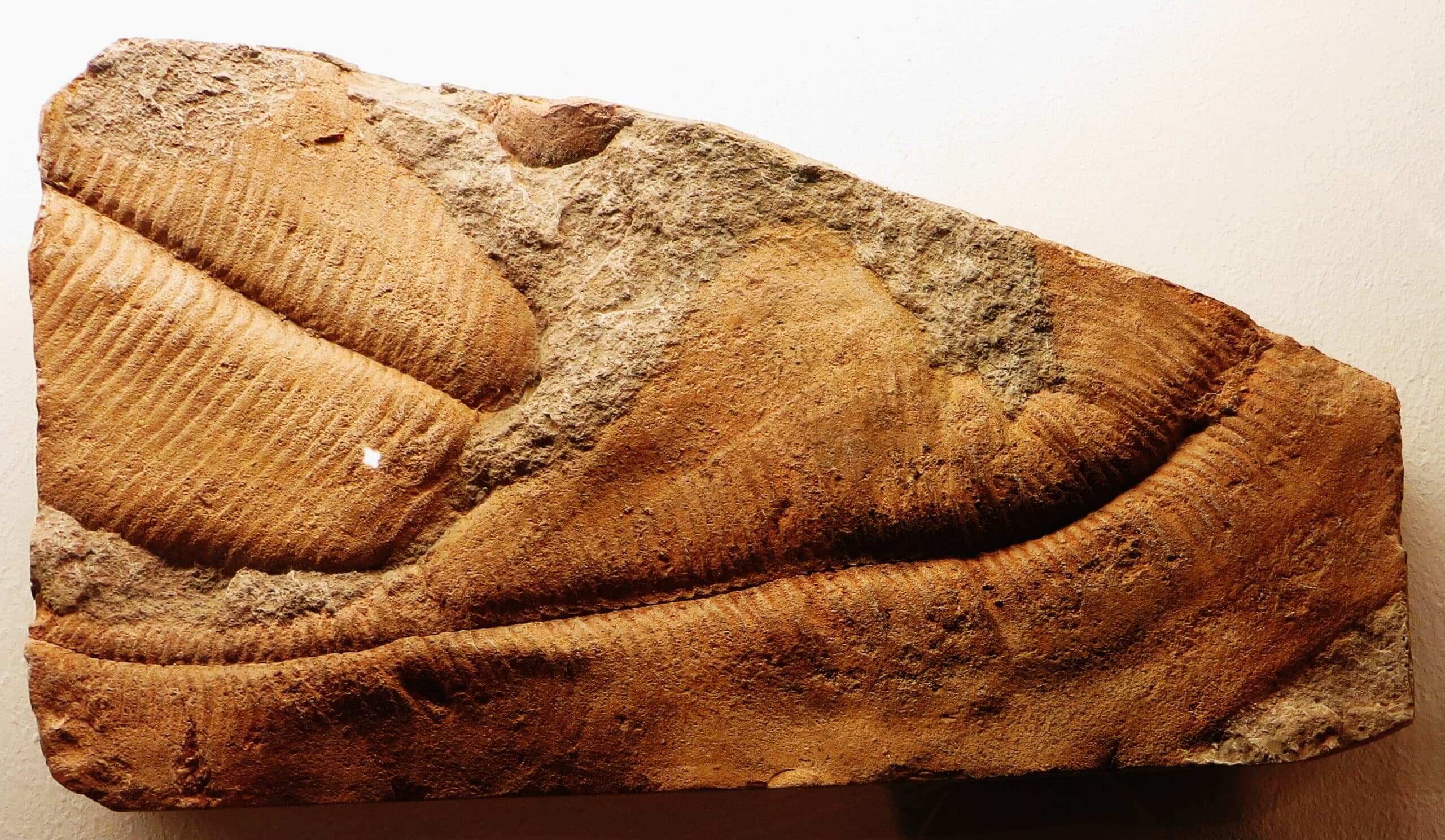 Despite Exceptionally Well-Preserved Namibian Fossils, Ediacaran Mystery Remains