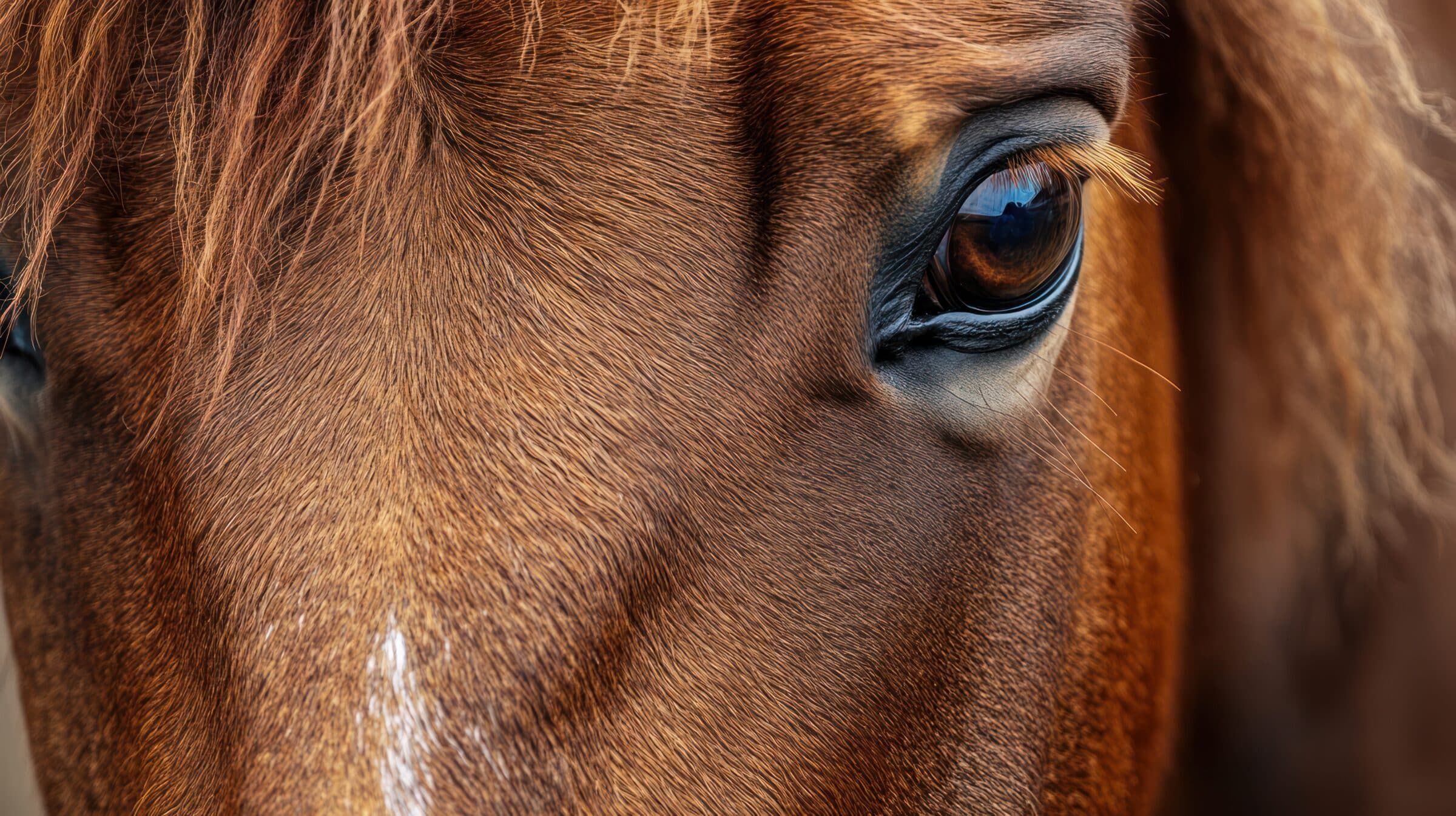 Close-up horse eye, expressive gaze. Possible use Animal portrait, nature, wildlife