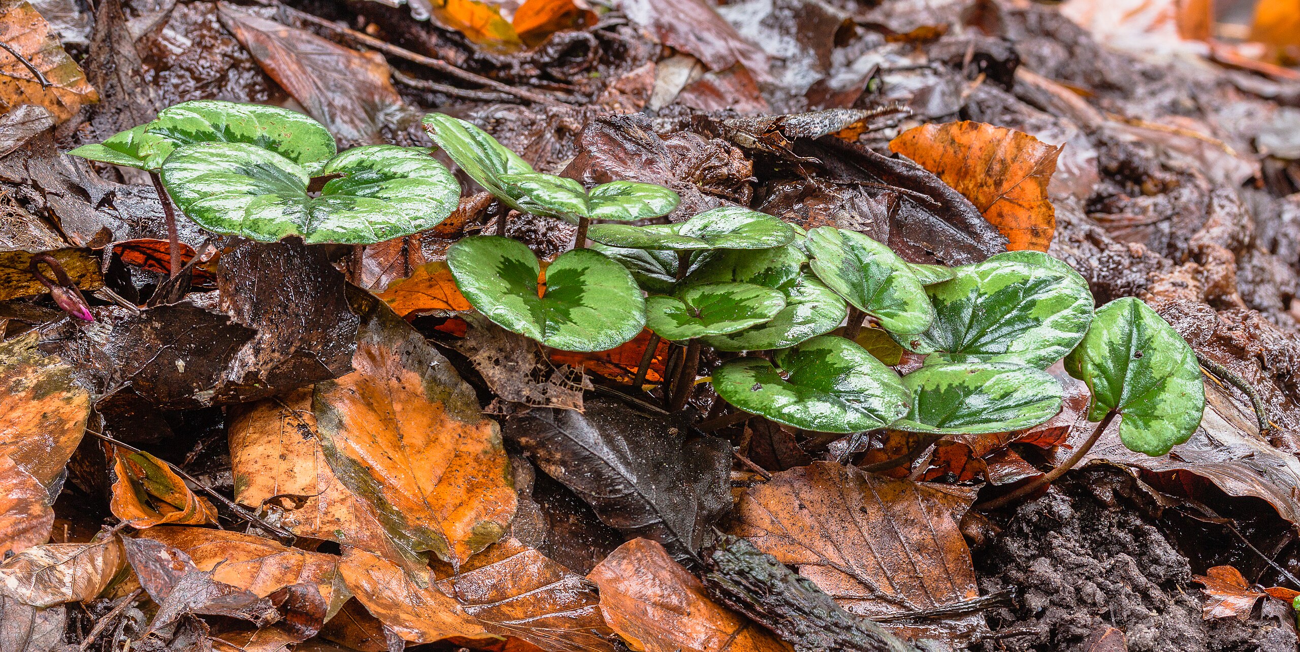 Science, Purpose, and Michael Levin: The Discussion Evolves