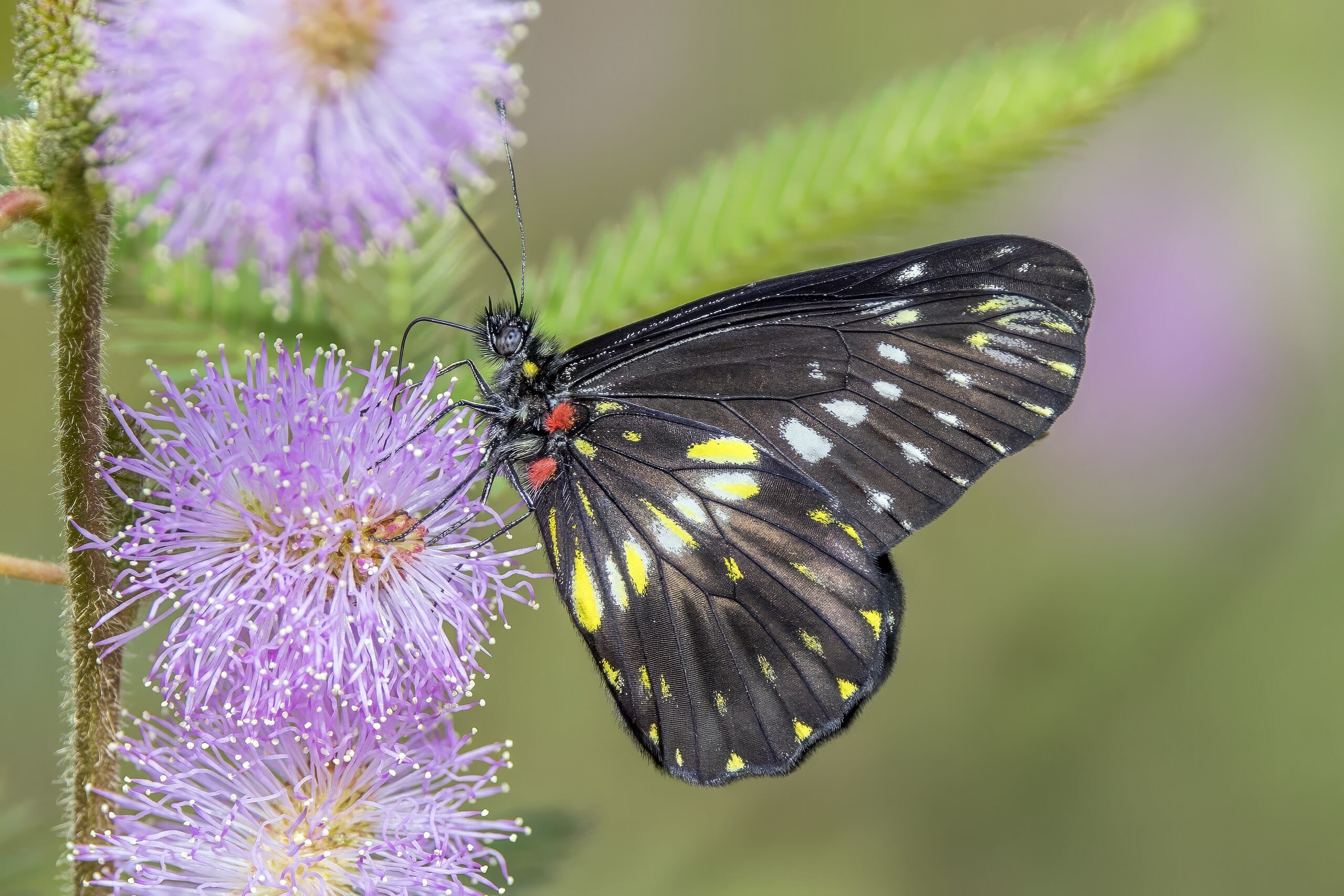 Creepy Crawly Complexity: The Intelligent Design of Insects | Science ...