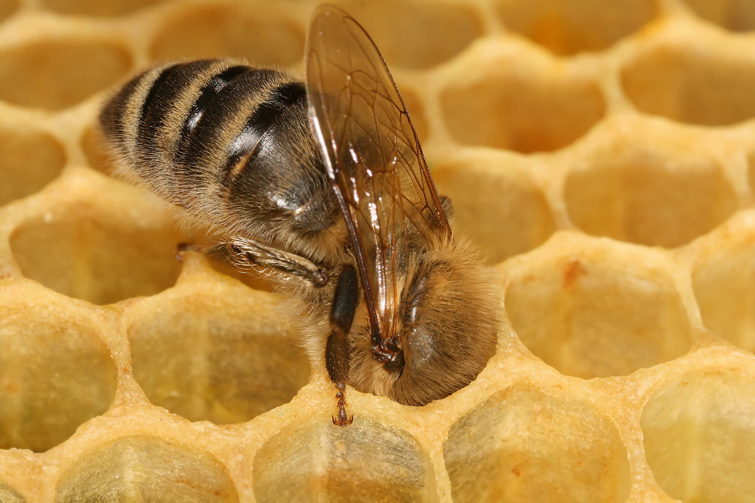 In Peru, Bees Are Granted the Right to Life