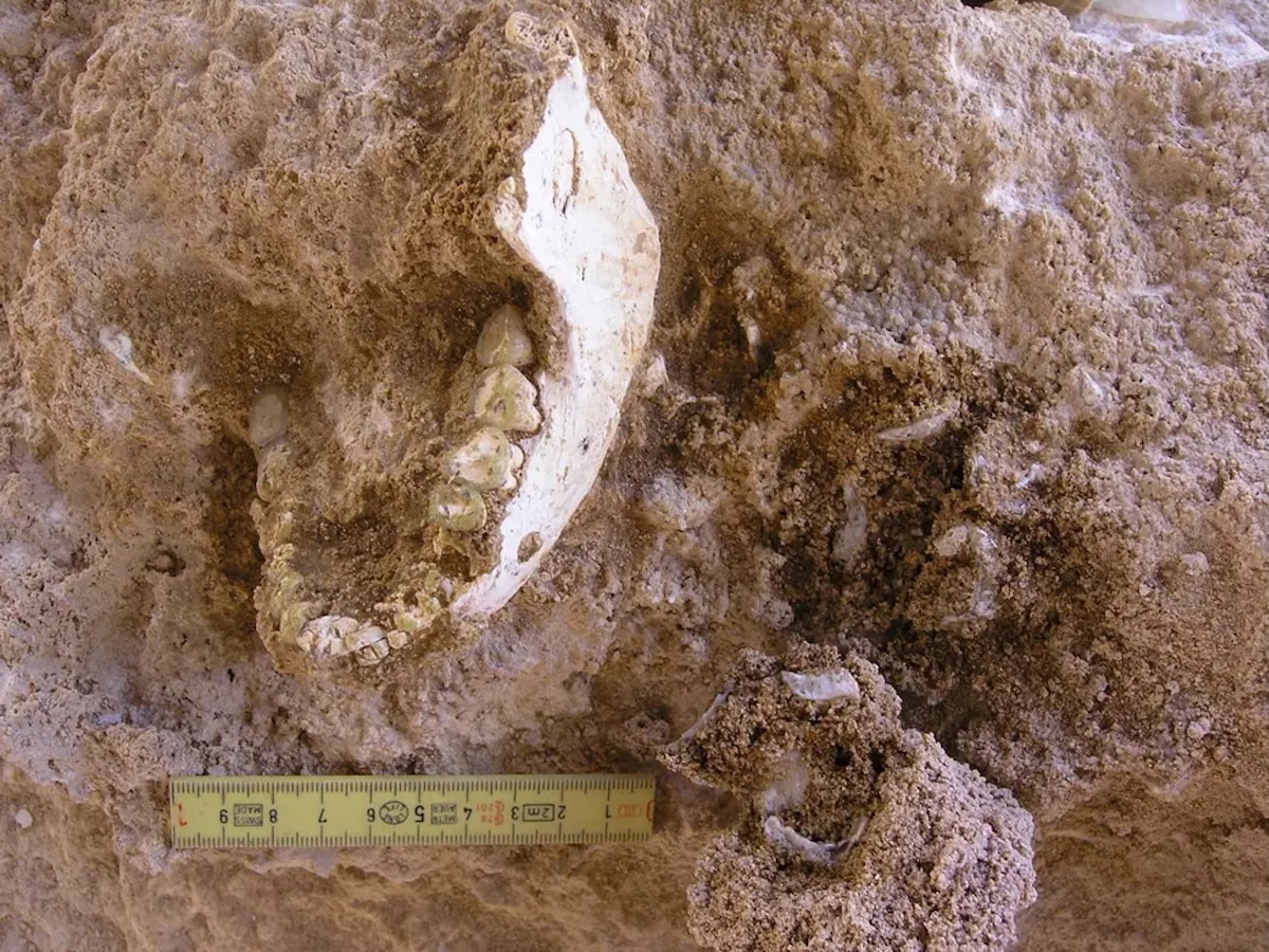 Teeth, Jawbones, and Vertebrae Fuel Overblown Media Claims of a “Missing Link”