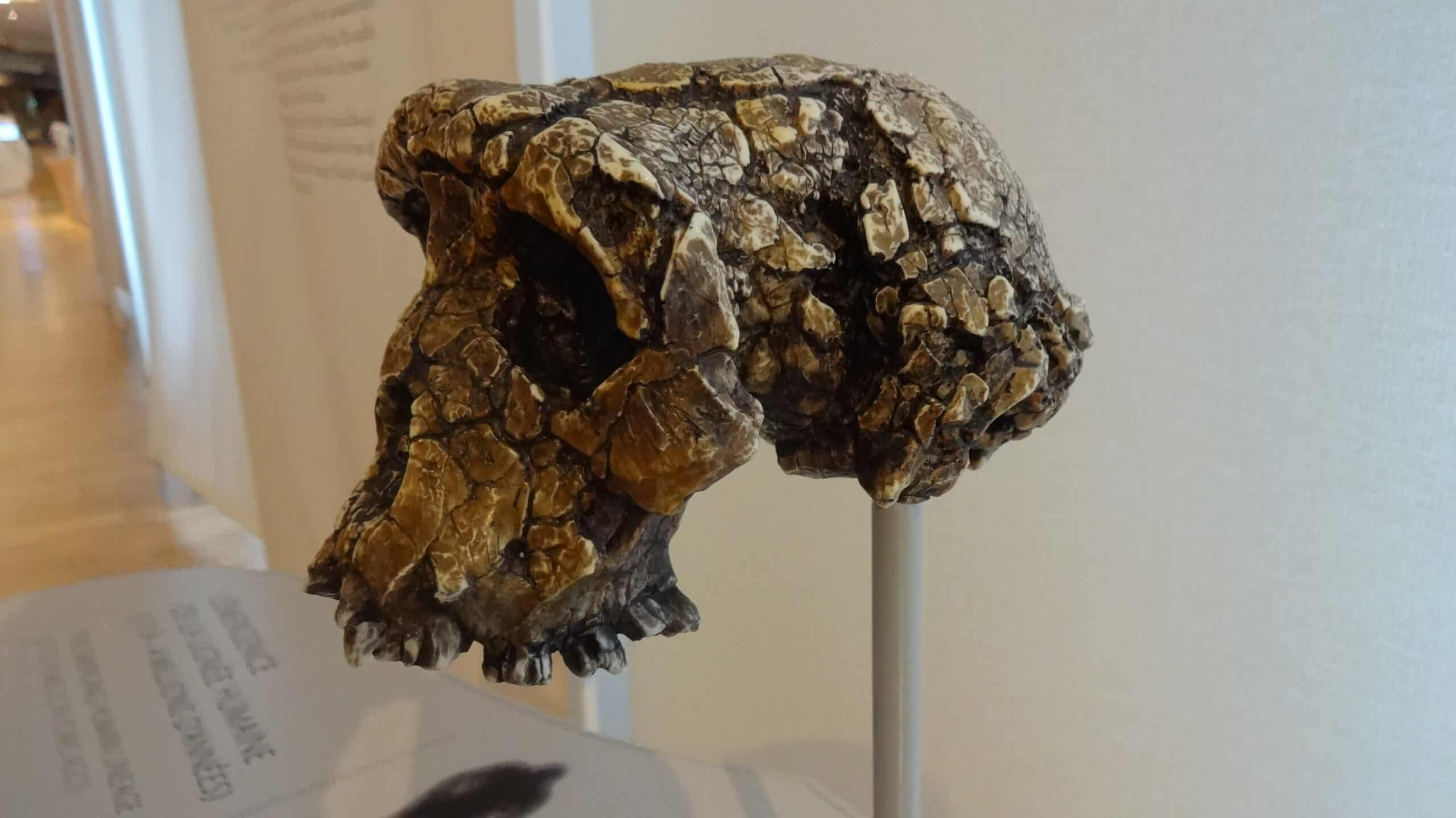 New Paper Fails to Settle Debate Over Bipedalism in Sahelanthropus tchadensis