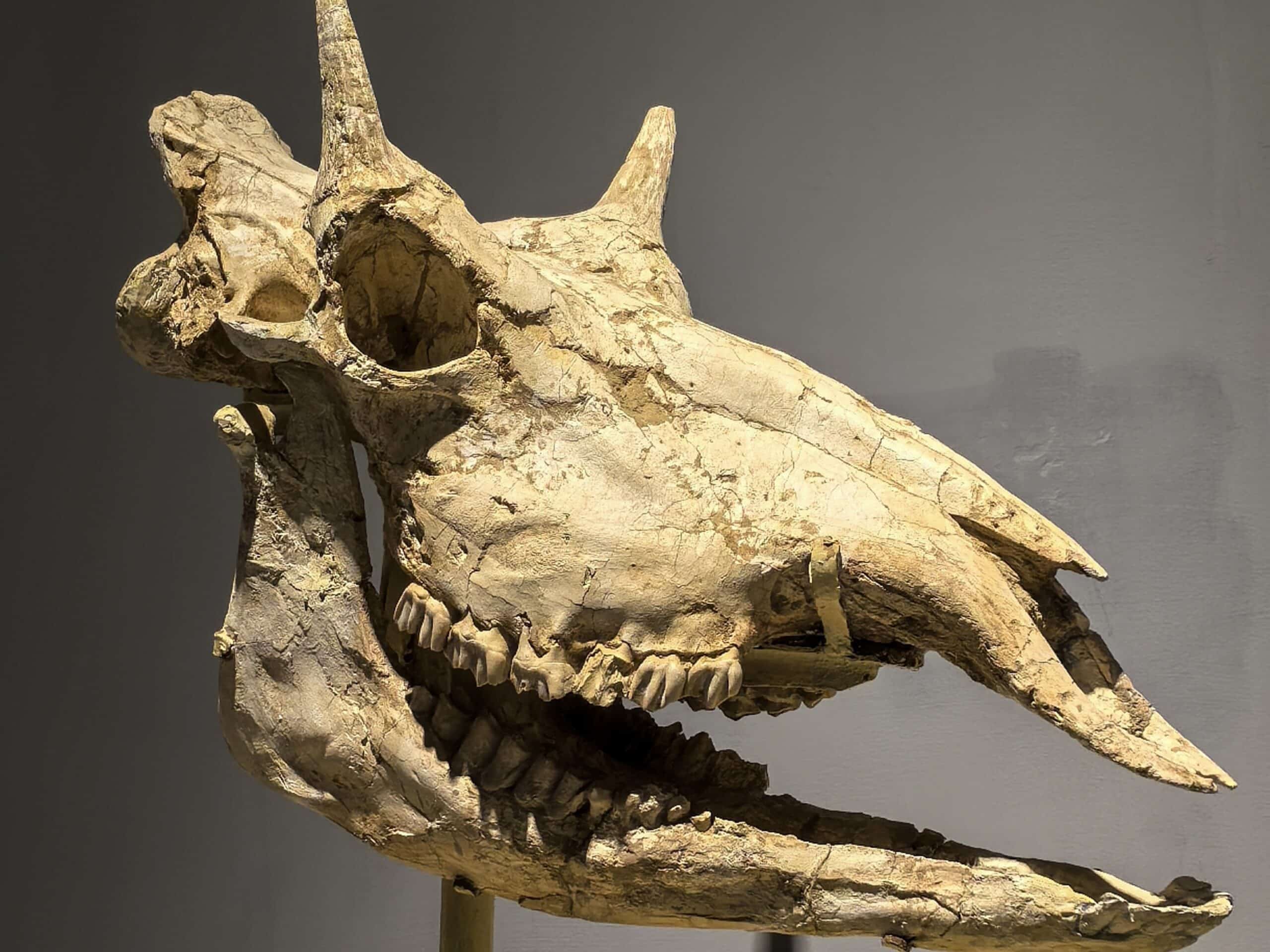 Is This a Transitional “Missing Link” for Giraffes? Nope | Science and ...