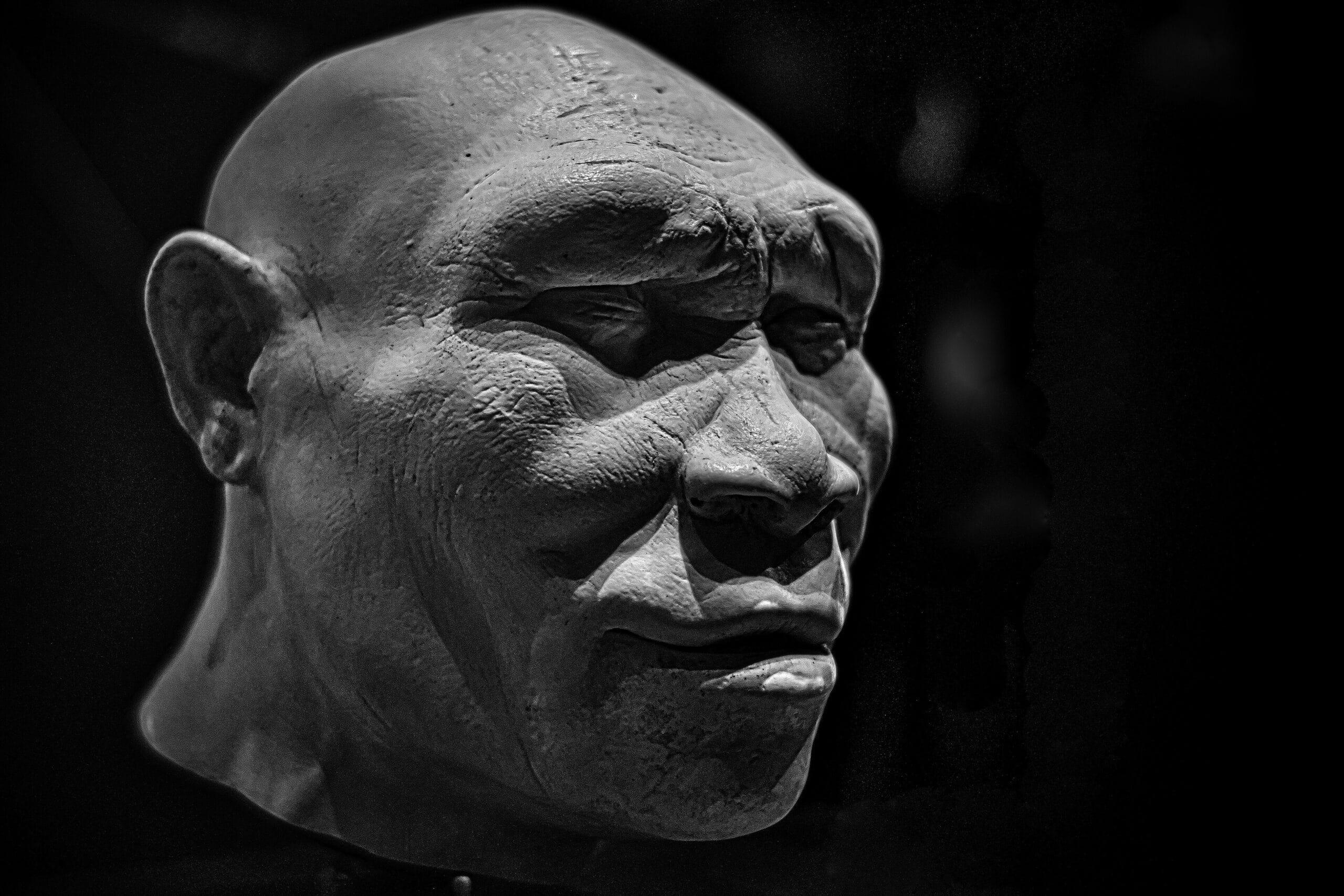 特撮 Homo academicus Paper Defends Spoken Language in Homo erectus | Science and