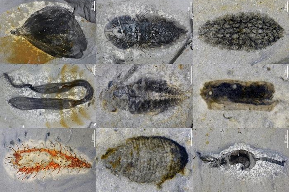 Get to Know the Name: Huayuan Is a Major New Cambrian Fossil Site Found in China