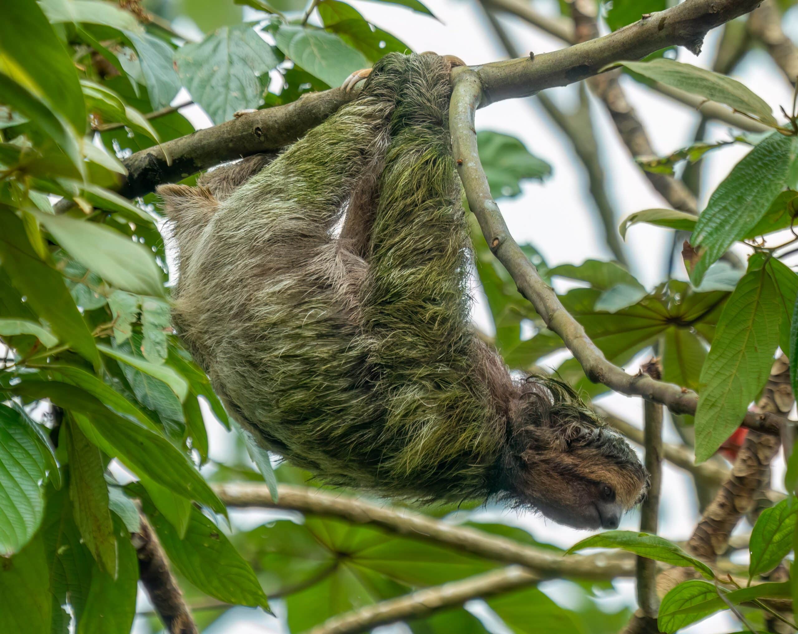 The Spine, Human and Otherwise: A Miracle of Embryological Development