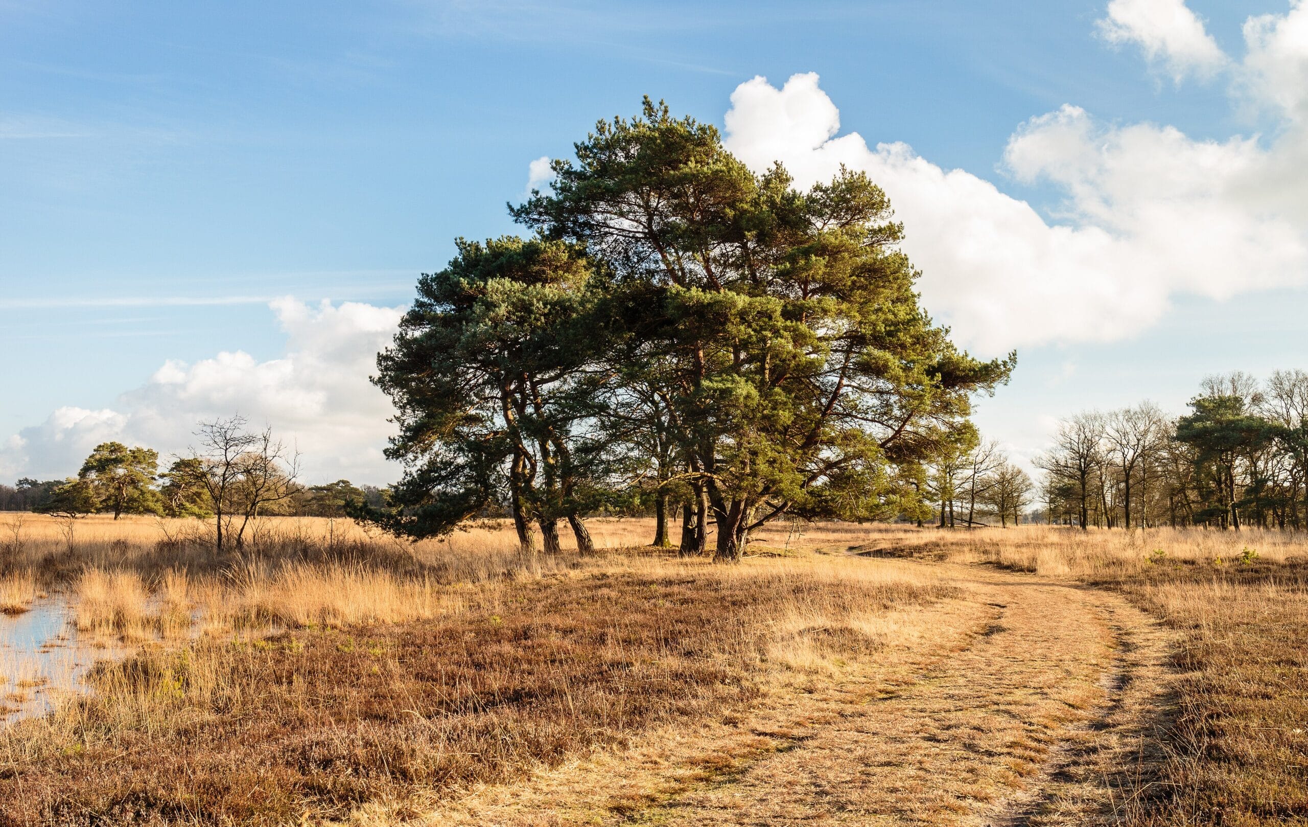In Latest Statement from a University, Tree Rights Advocacy Is Based on Irrationality