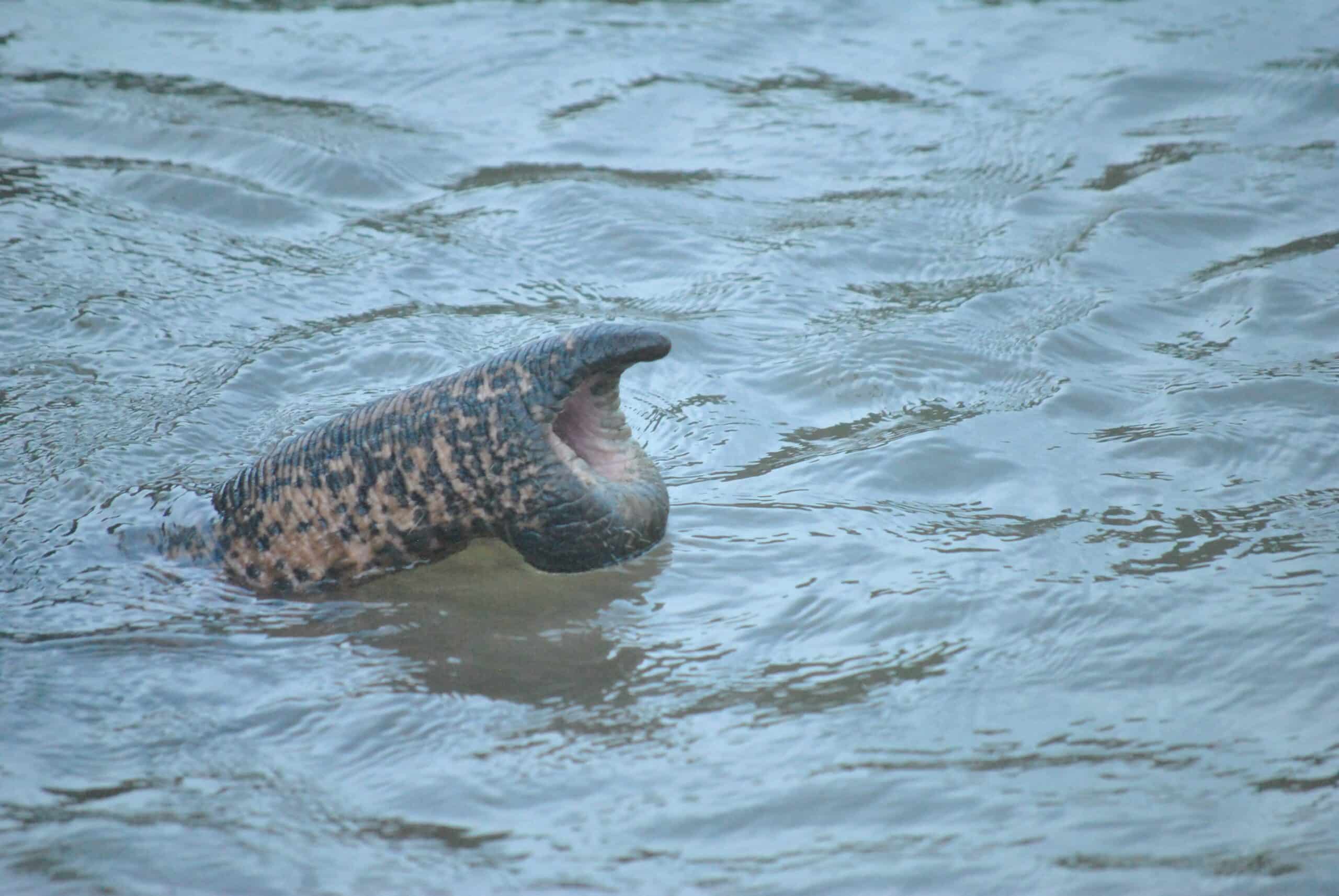 Research Reveals Elephant’s Amazing Sense of Touch