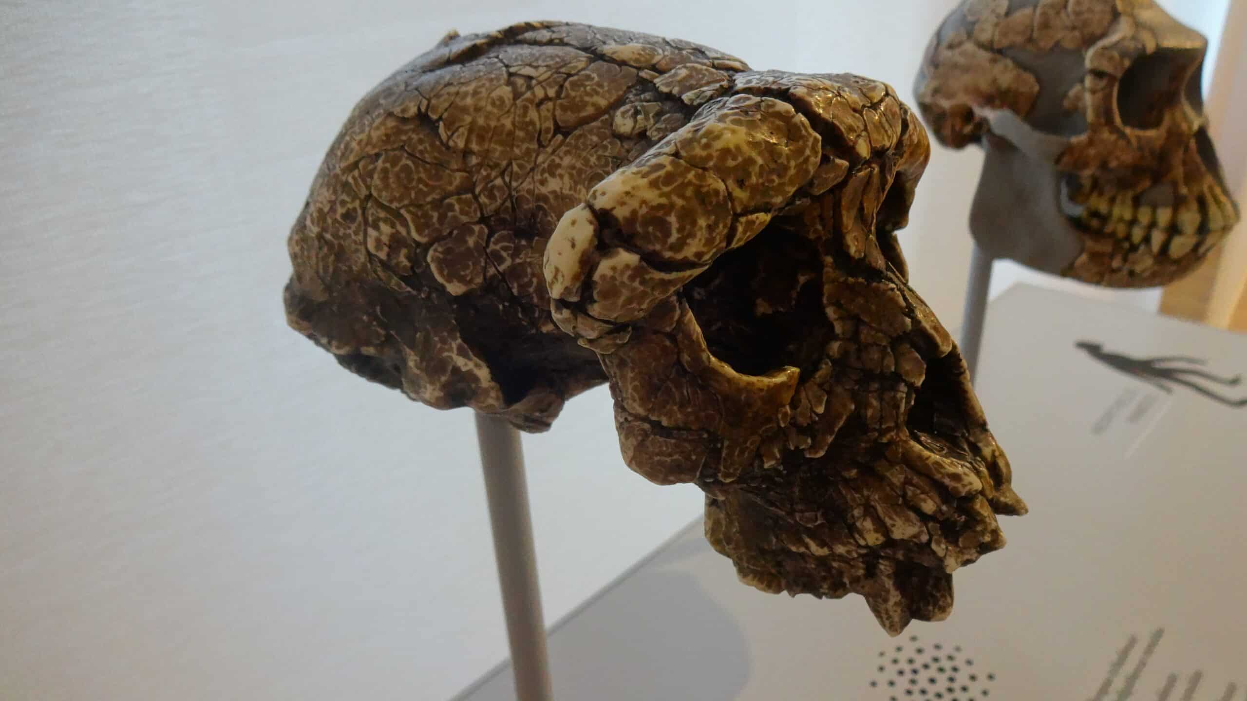 Supposed Human Ancestor Falls Victim to Research Politics