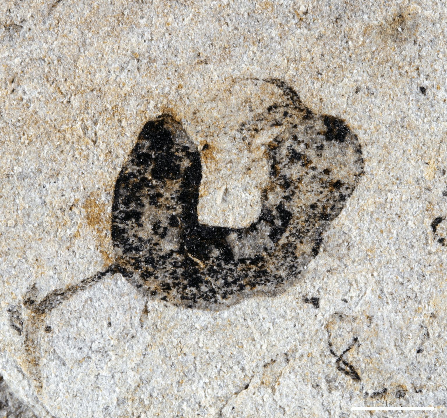 Science Paper Overstates Case for “Diverse Assemblage of Bilaterians” in the Ediacaran