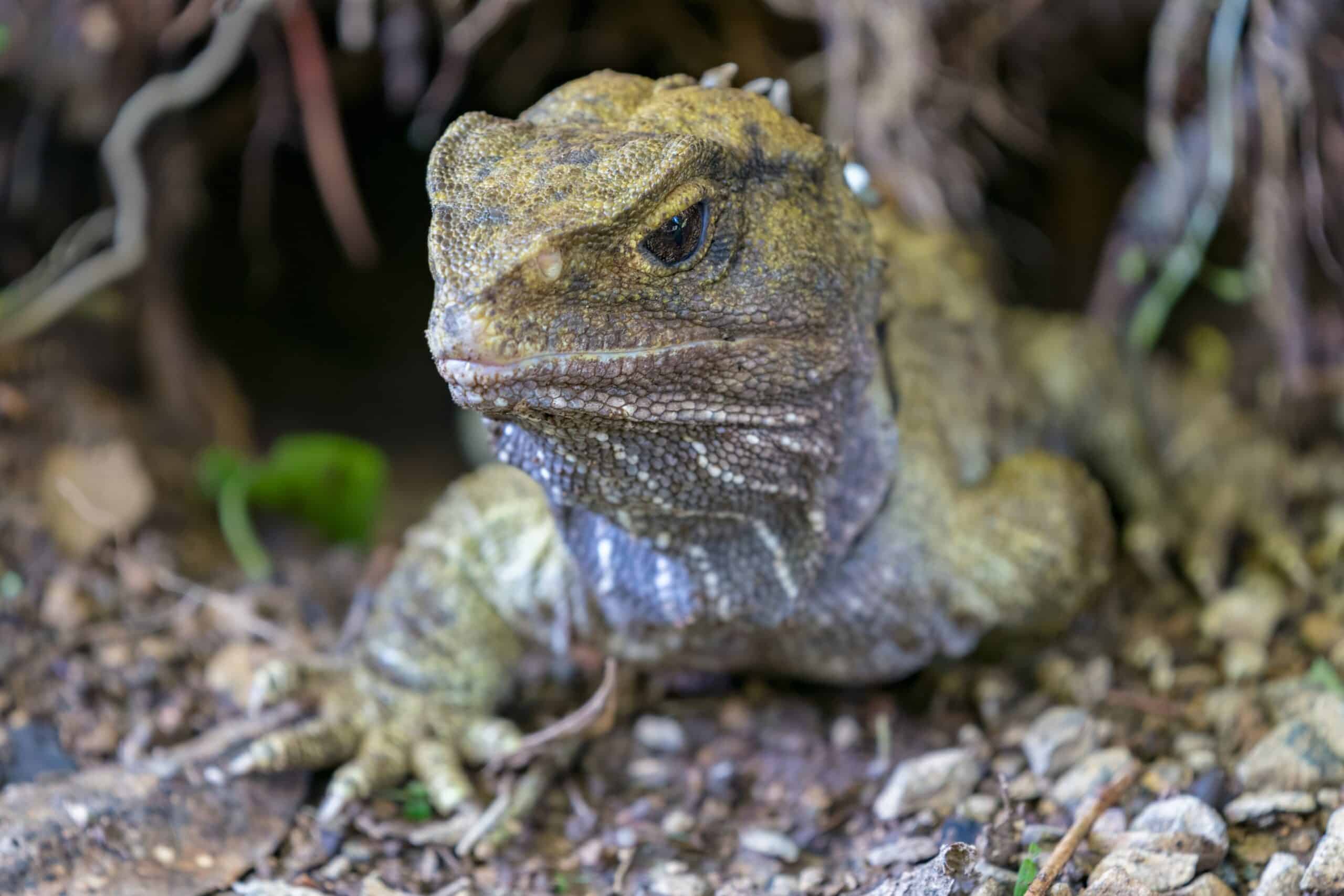 Evolutionists Need a Refresher Course in Natural Selection