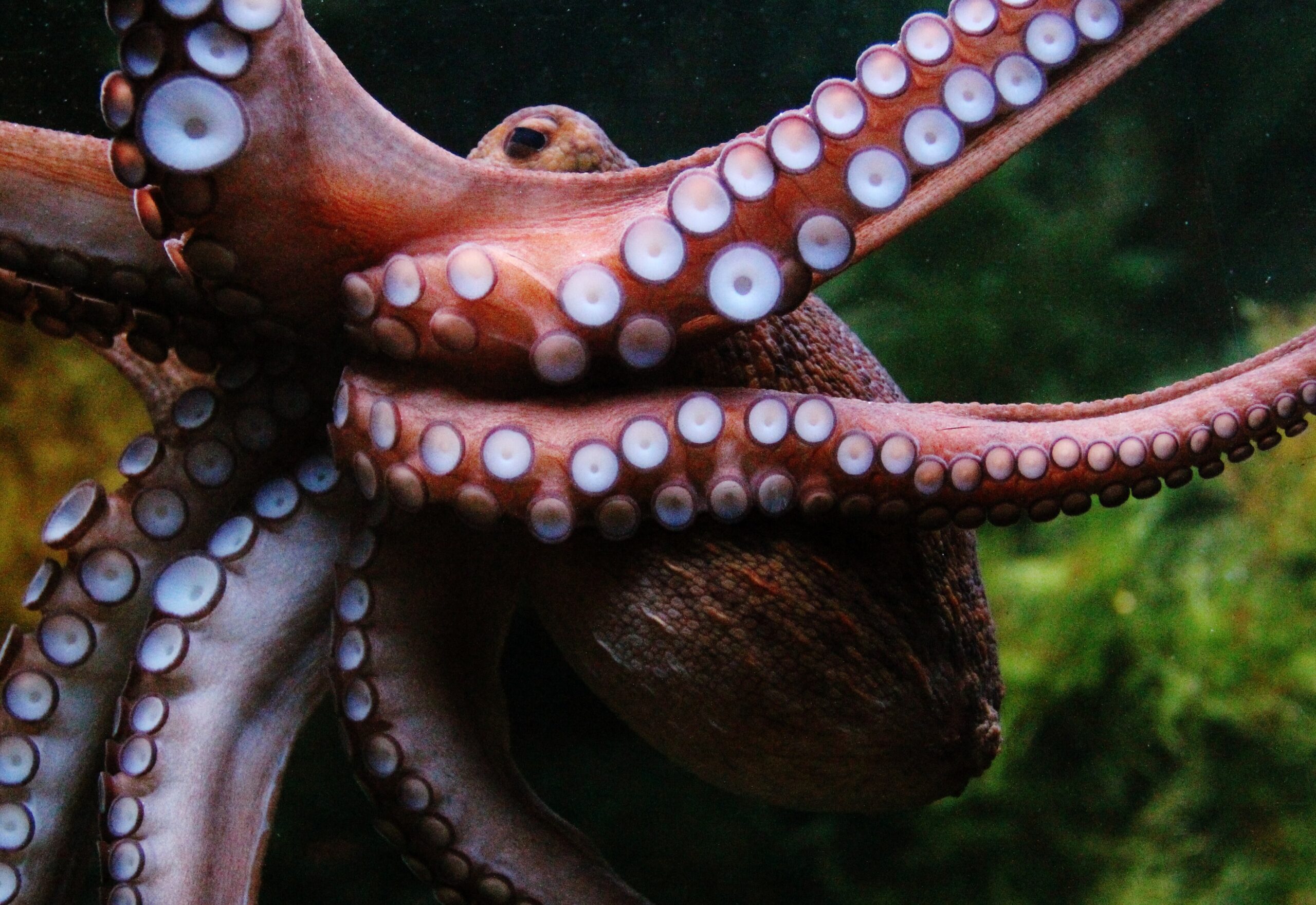 Hey Octopus How Did You Get To Be So Smart Science And Culture Today hey-octopus-how-did-you-get-to-be-so-smart-science-and-culture-today