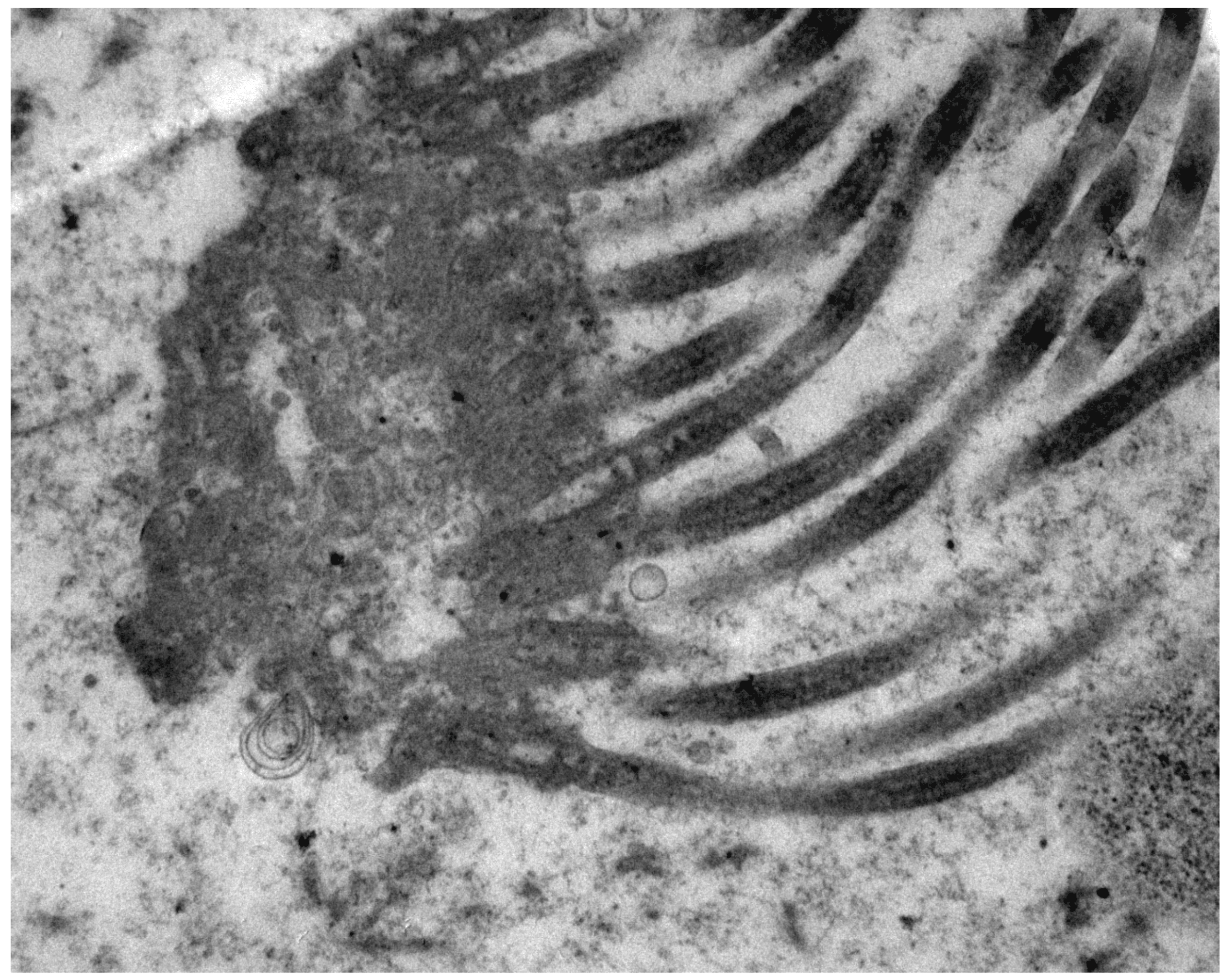 Galloping Flagella and Cilia Railroads — Celebrating Darwin's Black Box