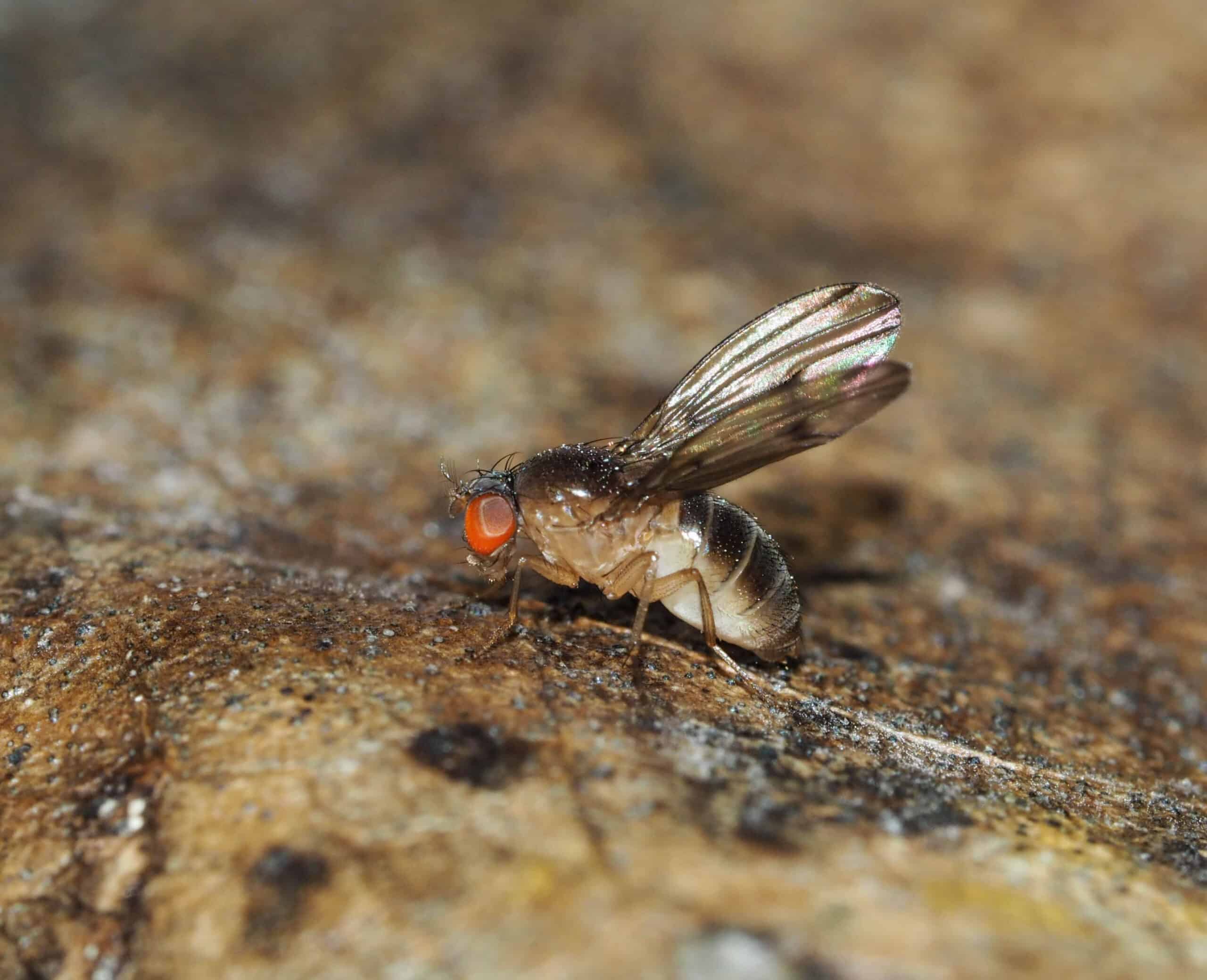 Evolution of New Genes: The Big “If”
